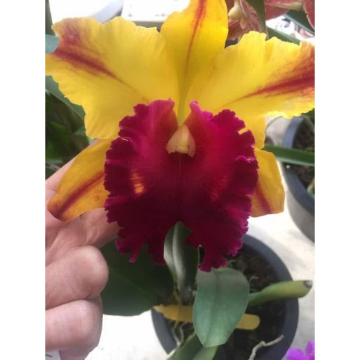 CATTLEYA BLC TAINAN GOLD ORIGINAL