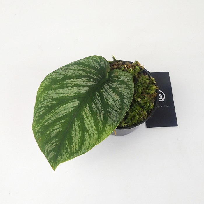 MONSTERA DUBIA / TANAMAN HIAS / INDOOR PLANT ORIGINAL