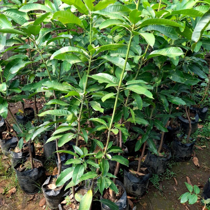 POHON MANGGA HARUM MANIS//BIBIT MANGGA HARUM MANIS KWALITAS SUPER ORIGINAL