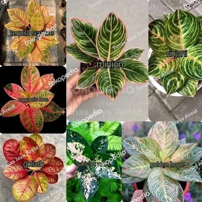 PAKET 7 TUNAS AGLONEMA KOLEKSI ORIGINAL