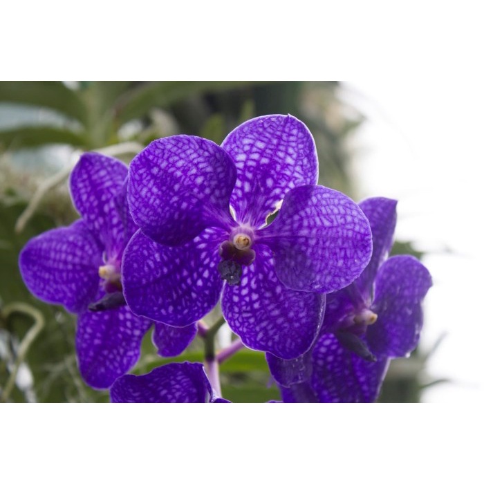 VANDA PACHARA DELIGHT ORIGINAL