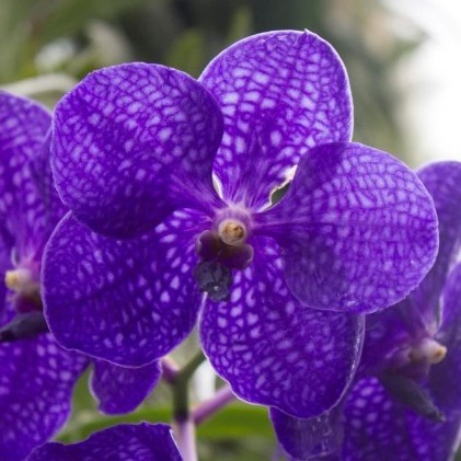 ( SPIKE / BERBUNGA ) VANDA PACHARA DELIGHT ORIGINAL