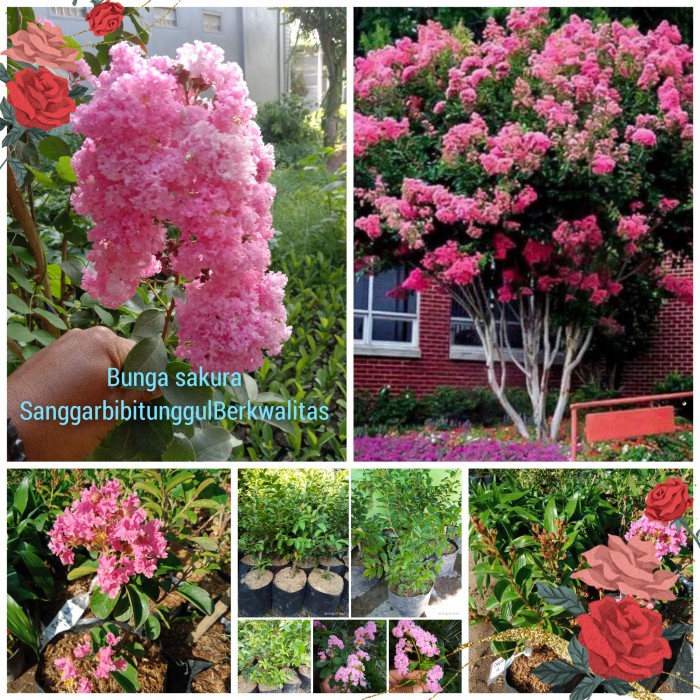 BIBIT TANAMAN,PAKET ISI 3 BIBIT BUNGA (SAKURA MINI) ORIGINAL