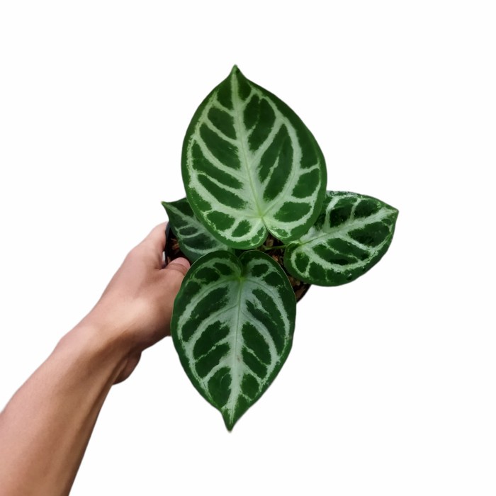 KUPING GAJAH SILVER BLUSH MANGKOK TANAMAN HIAS ANTHURIUM ORIGINAL