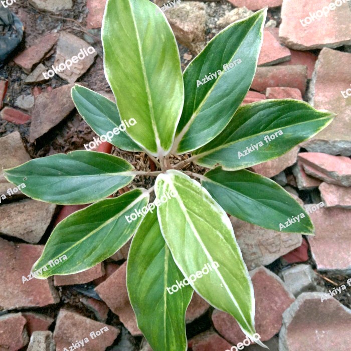 AGLONEMA LIPSTIK PUTIH ORIGINAL