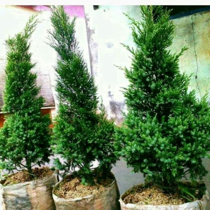POHON CEMARA LILIN CEMARA NATAL-BIBIT TANAMAN CEMARA LILIN ORIGINAL