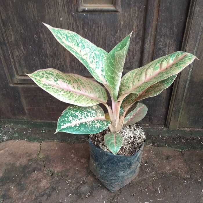 TANAMAN AGLAONEMA HARLEQUIN / POHON AGLONEMA HARLEQUEEN ORIGINAL