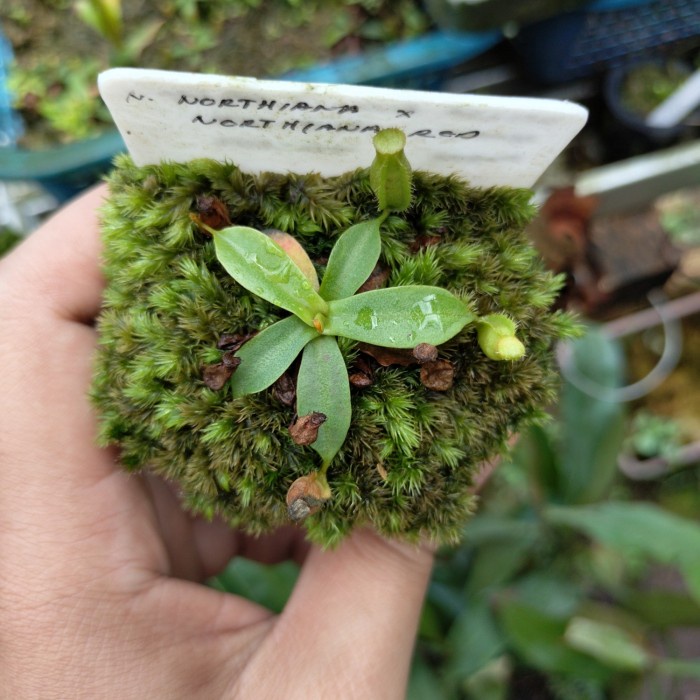 TANAMAN KARNIVORA NEPENTHES NORTHIANA X NORTHIANA RED ORIGINAL