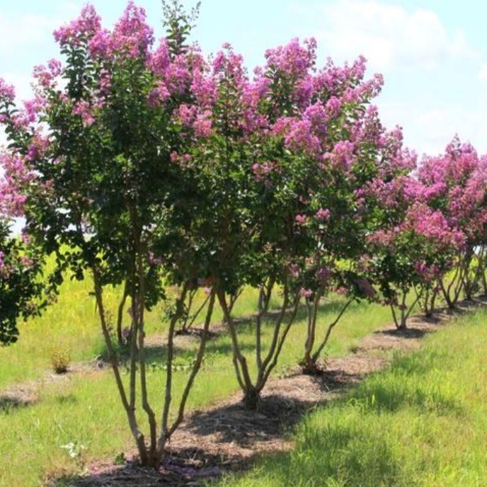 PAKET 3 BIBIT BUNGA SAKURA TROPIS BIBIT HSL CANGKOK. ORIGINAL