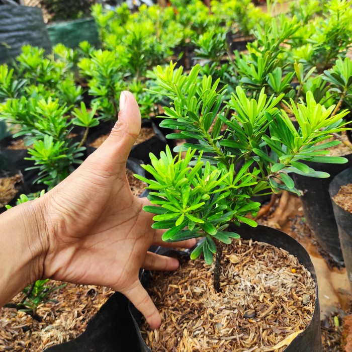 TANAMAN HIAS LOHANSUNG CINCUAN ORI ORIGINAL