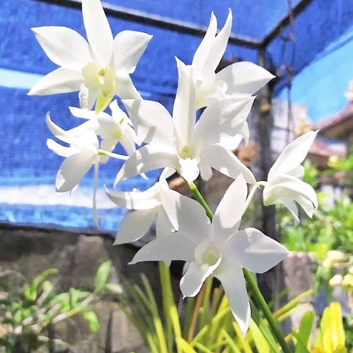 DENDROBIUM WHITE GRACE ORIGINAL