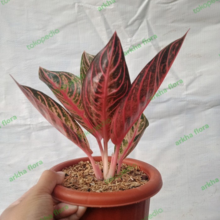 AGLONEMA RED SUMATRA REMAJA ORIGINAL