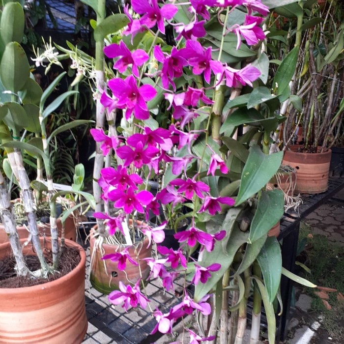 DENDROBIUM BANTIMURUNG ORIGINAL