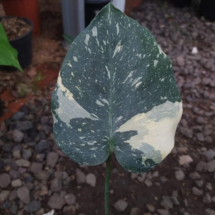 MONSTERA THAILAND VARIEGATA / MONTHAI ORIGINAL