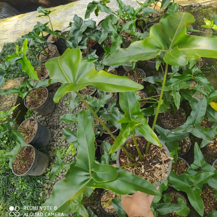 PHILODENDRON ANGELA ORIGINAL EKSPOR ORIGINAL