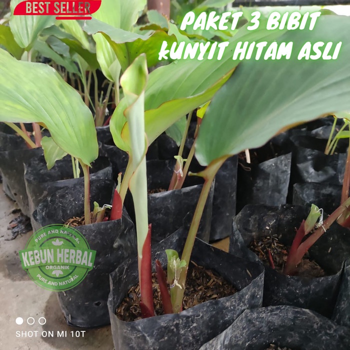 PAKET 3 BIBIT KUNYIT HITAM ASLI (KAEMPFERIA PARVIFLORA) TERMURAH ORIGINAL