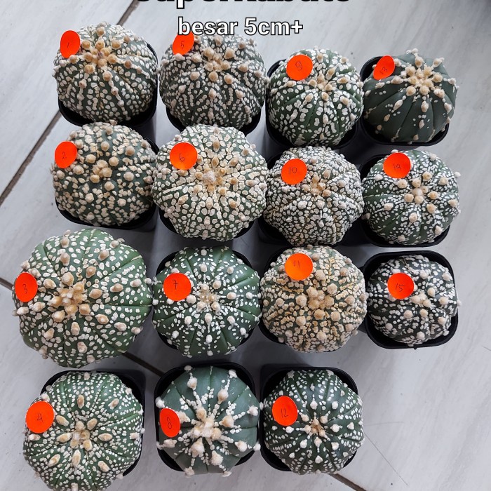 KAKTUS ASTROPHYTUM SUPERKABUTO BESAR ORIGINAL