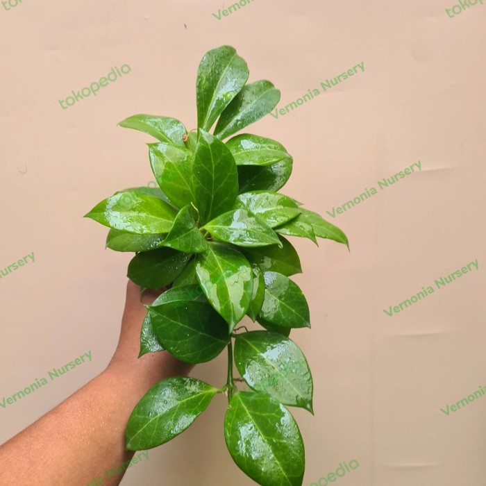 HOYA OBSCURA ORIGINAL