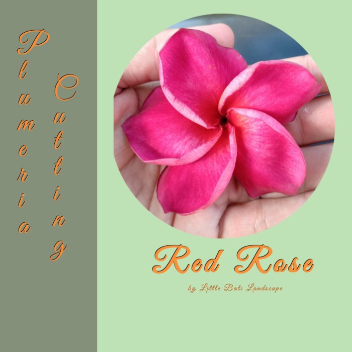 BIBIT STEK POHON KAMBOJA BALI ROSE MERAH ORIGINAL