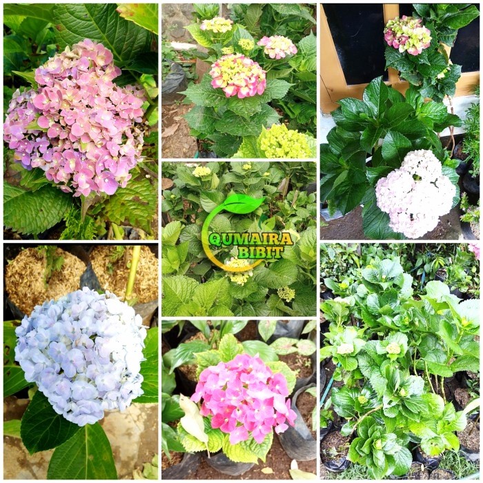 PAKET 3 BIBIT TANAMAN HIAS BUNGA PANCA WARNA/HYDRANGEA ORIGINAL