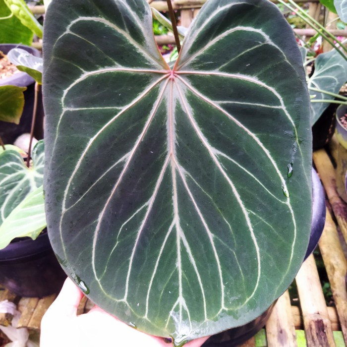 BIBIT TANAMAN KUPING GAJAH ANTHURIUM KING OF SPADESH/H'U / DAUN TEBAL ORIGINAL