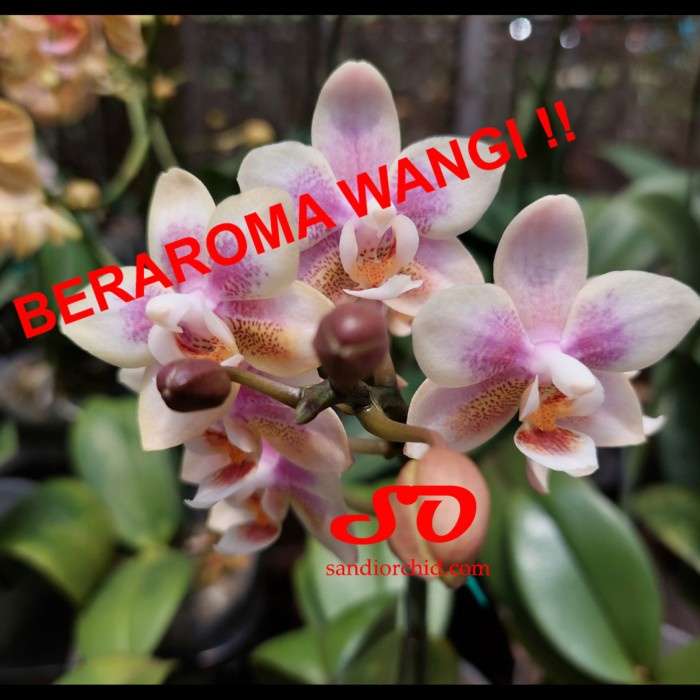 ANGGREK BULAN MINI KUNING SPARKLING MERAH WANGI ORIGINAL