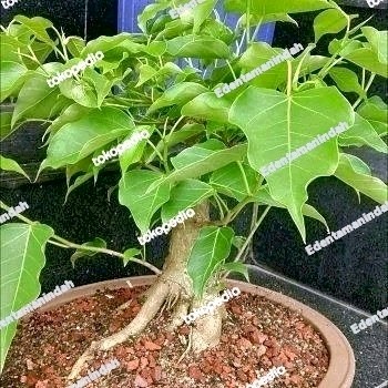 BIBIT POHON BODHI // BIBIT BONSAI BODHI / BONSAI VICUS RELIGIOSA ASLI ORIGINAL
