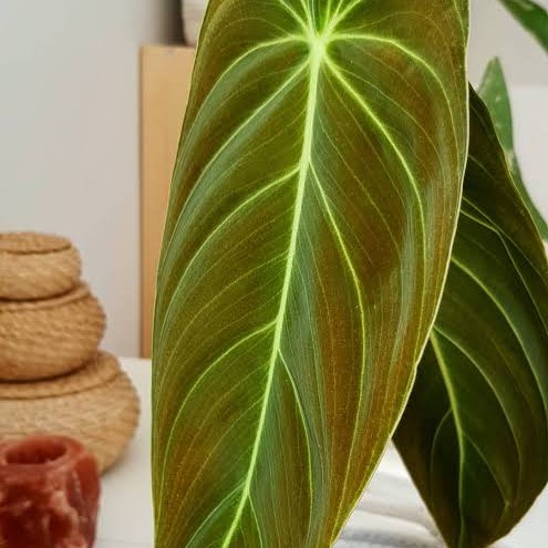 PHILODENDRON MELANOCHRYSUM MELANO ORIGINAL