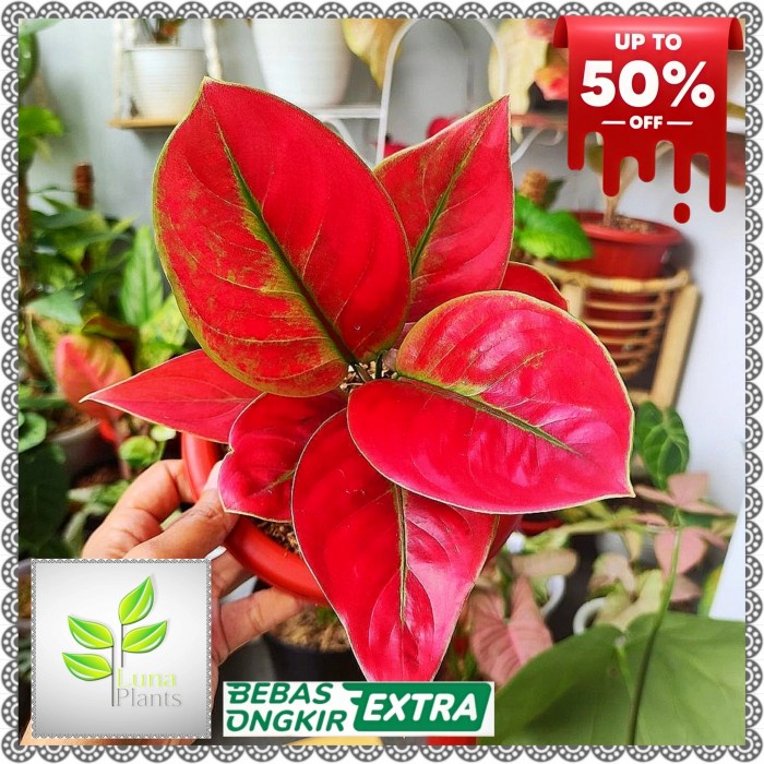 AGLONEMA AYUNINDI TANAMAN HIAS / AGLONEMA AYUNINDI ORIGINAL