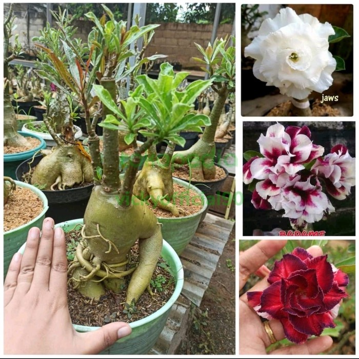 TANAMAN HIAS ADENIUM BUNGA TUMPUK NEW VIOLET ORIGINAL