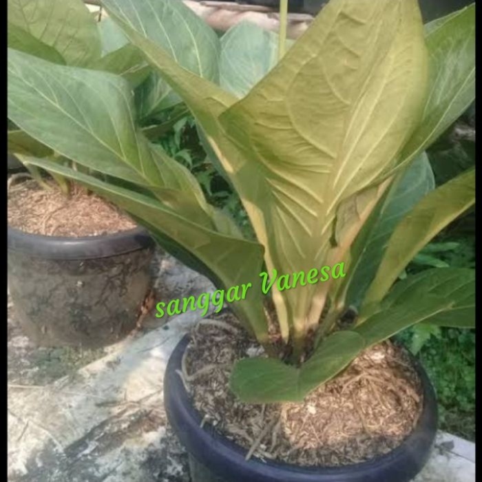 TANAMAN HIAS ANTHURIUM JEMANI KOL ORIGINAL