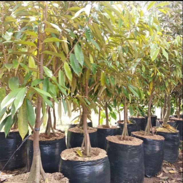 BIBIT BUAH DURIAN MERAH KAKI 3 PREMIUM TINGGI 1 METER - BIBIT SUPER ORIGINAL