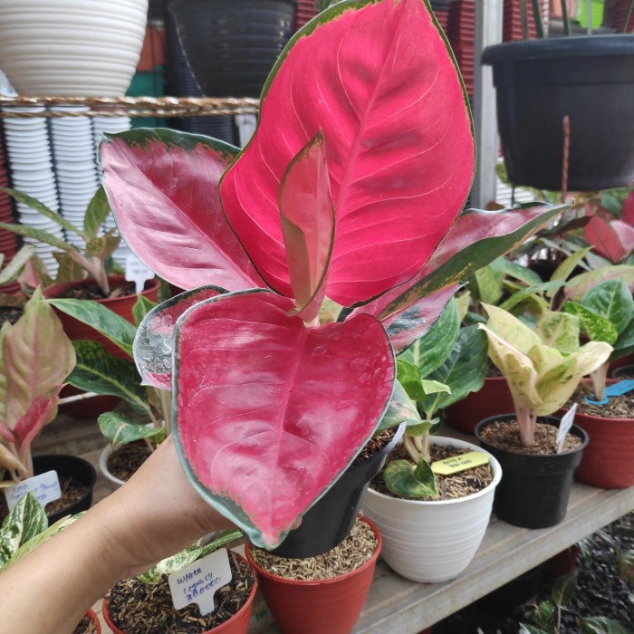TANAMAN HIAS KOLEKSI AGLONEMA SUKSOM JAIPONG JUMBO ORIGINAL