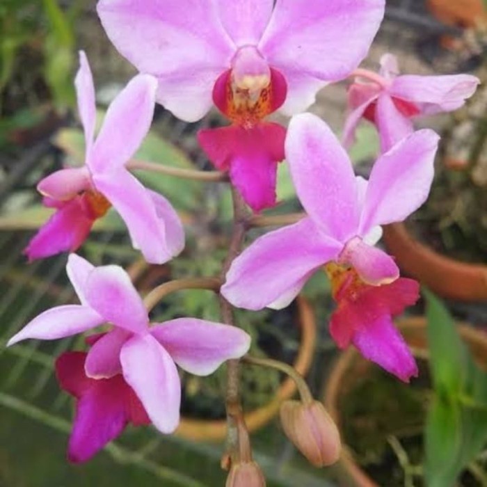 ANGGREK PHALAENOPSIS DORITIS PULCHERRIMA ORIGINAL