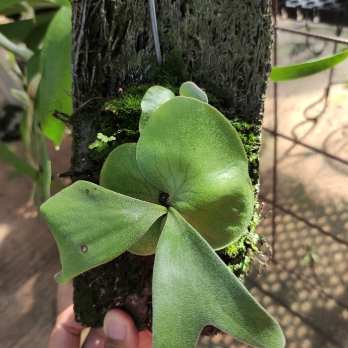 PLATYCERIUM ALCICORNE AFRIKA BABY ORIGINAL