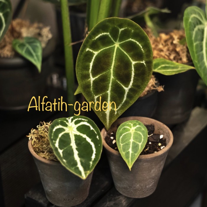 ANTHURIUM FORGETII 1DAUN AKTIF +TUNAS ORIGINAL