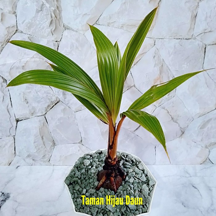 BONSAI KELAPA GADING ORANGE MINI TANAMAN HIAS DALAM POT ORIGINAL