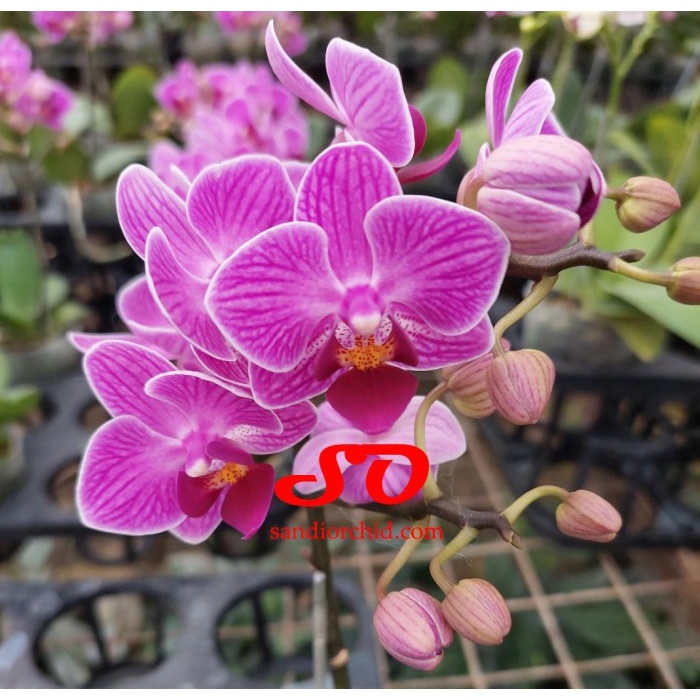 ANGGREK BULAN MINI UNGU BERGARIS PUTIH ORIGINAL