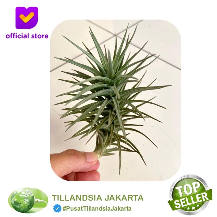TANAMAN TILLANDSIA BERGERI - AIR PLANT BERGERI - TANAMAN UDARA ORIGINAL