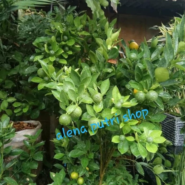 TANAMAN JERUK SUNKIT/KIETNA BESAR SUDAH BERBUAH BANYAK ORIGINAL