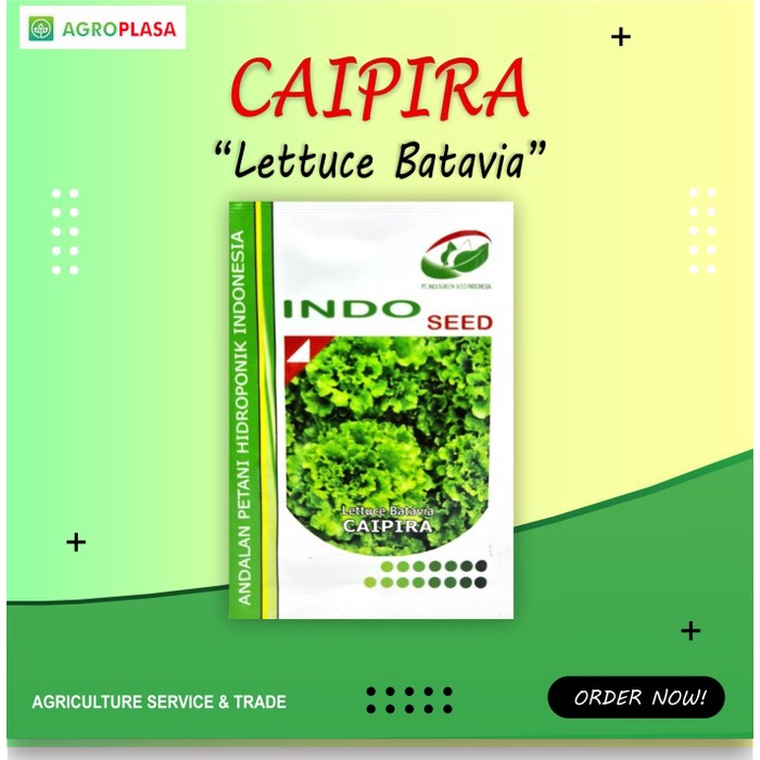 BENIH LETTUCE BATAVIA CAIPIRA 5GR - INDO SEED ORIGINAL