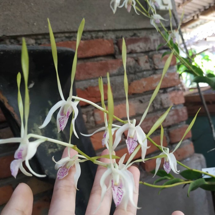 DENDROBIUM ANTENNATUM "LONGHORN" JUNGLE RAWATAN ORIGINAL