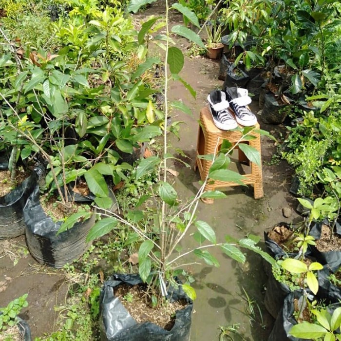 BIBIT POHON SAKURA JEPANG CHERRY BLOSSOM ORIGINAL