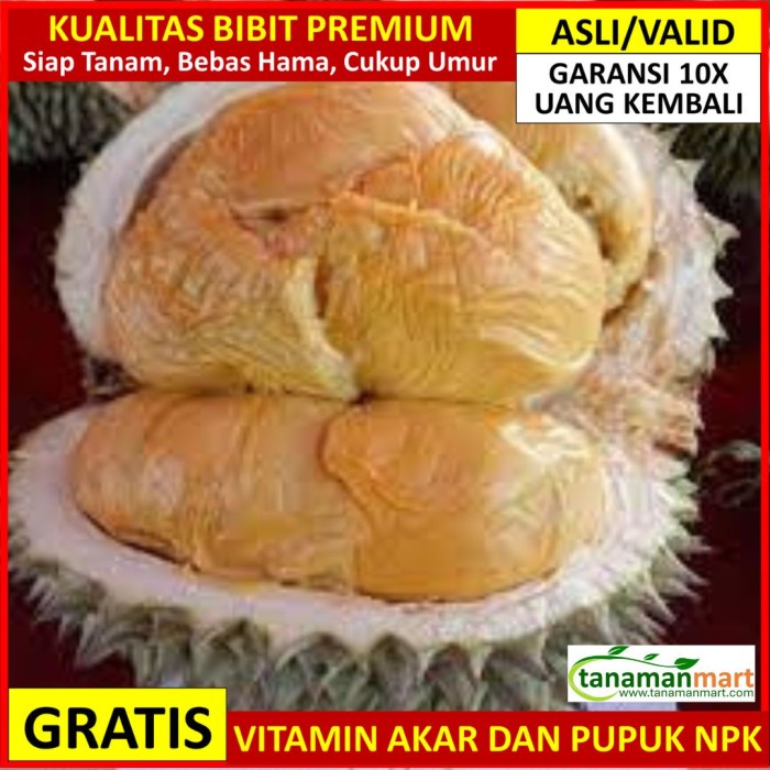 BIBIT DURIAN DURI HITAM ASLI BERGARANSI, POHON BUAH DUREN OCHEE VALID ORIGINAL