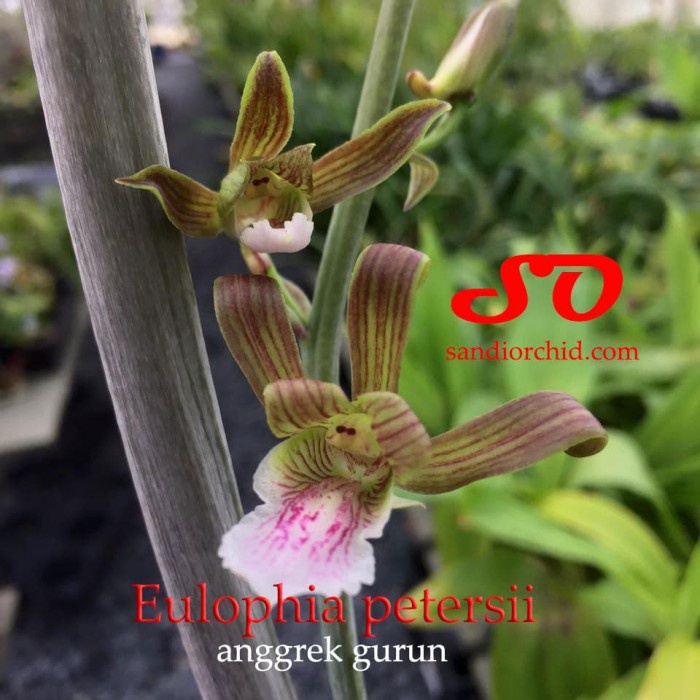 EULOPHIA PETERSII / ANGGREK GURUN ORIGINAL