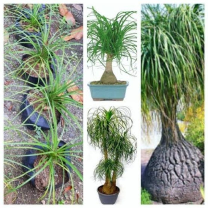 TANAMAN NOLINA PONYTAIL PALM ORIGINAL