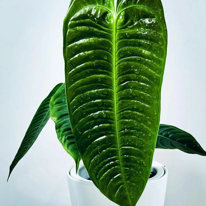 TANAMAN ANTHURIUM VIETCHII KING UKURAN SEDANG ORIGINAL