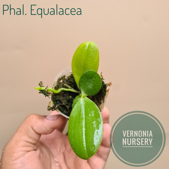 PHALAENOPSIS EQUALACEA ( PHAL. VIOLACEA X PHAL EQUESTRIS) ORIGINAL