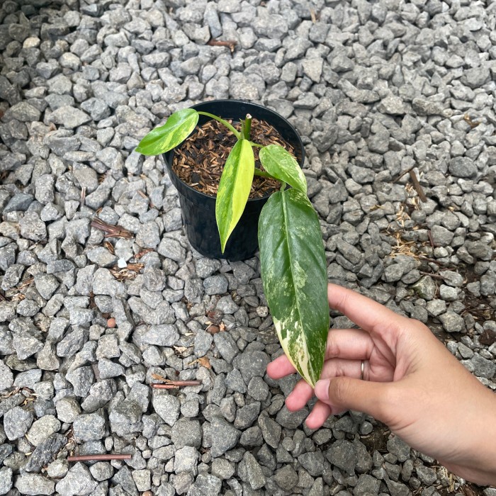 PHILODENDRON DOMESTICUM VARIEGATA REAL PICT / DOMESTIKUM VARIGATA ORIGINAL