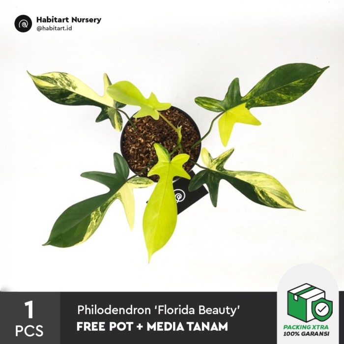 PHILODENDRON 'FLORIDA BEAUTY' VARIEGATA / TANAMAN HIAS PHILO VARIGATA ORIGINAL